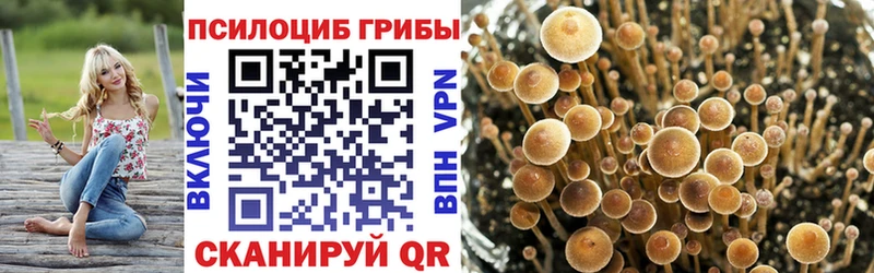 сайты даркнета состав  blacksprut онион  Катайск  Псилоцибиновые грибы Psilocybe 